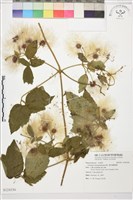 銹毛鐵線蓮藏品圖，第1張