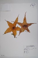 帝王魔星花藏品圖，第1張