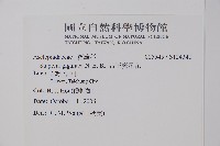 帝王魔星花藏品圖，第2張