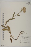 日本假蓬藏品圖，第1張