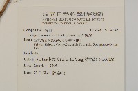 日本假蓬藏品圖，第2張