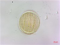 早田氏鼠尾草藏品圖，第1張