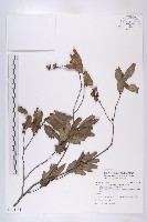 軟毛柿藏品圖，第1張