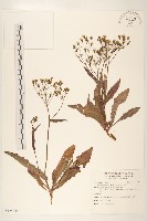 兔仔菜藏品圖，第1張