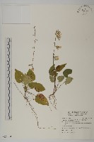 阿里山鬼督郵藏品圖，第1張