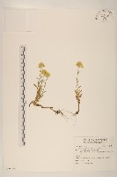 秋鼠麴草藏品圖，第1張