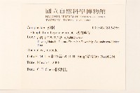 秋鼠麴草藏品圖，第2張