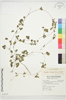 登錄號:S124370藏品圖，第1張