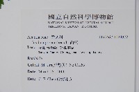 爵床藏品圖，第2張