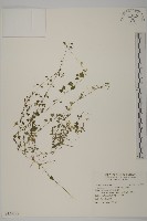 阿里山卷耳藏品圖，第1張