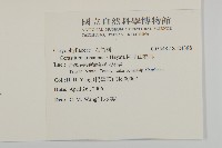 阿里山卷耳藏品圖，第2張