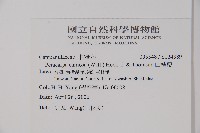 山桔梗藏品圖，第2張