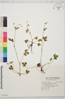 鹿場毛茛藏品圖，第1張