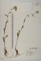 日本假蓬藏品圖，第1張