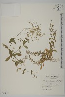 卷耳藏品圖，第1張