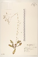 刀傷草藏品圖，第1張