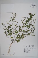 平伏莖白花菜、成功白花菜藏品圖，第1張