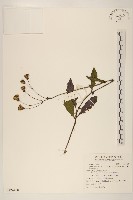 白鳳菜藏品圖，第1張