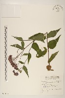 田代氏澤蘭藏品圖，第1張