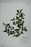 燈稱花、烏雞骨藏品圖，第1張