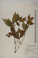 草珊瑚、紅果金粟蘭藏品圖，第1張