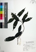 台北玉葉金花藏品圖，第1張