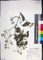 麥氏鐵線蓮藏品圖，第1張