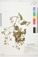 麥氏鐵線蓮藏品圖，第2張