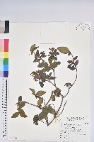 金毛杜鵑藏品圖，第1張