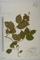 雷公藤藏品圖，第1張