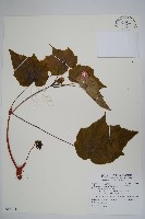 水鴨腳藏品圖，第1張