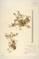 假吐金菊藏品圖，第1張