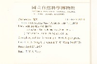 假吐金菊藏品圖，第2張