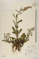 裏白鼠麴草藏品圖，第1張