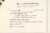 裏白鼠麴草藏品圖，第2張