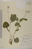 粉黃纓絨花藏品圖，第1張