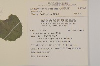 粉黃纓絨花藏品圖，第2張