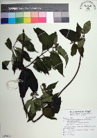 台北玉葉金花藏品圖，第1張