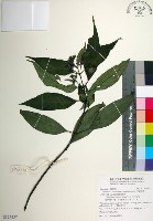 台北玉葉金花藏品圖，第1張