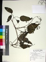 麥氏鐵線蓮藏品圖，第1張