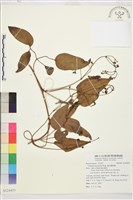 麥氏鐵線蓮藏品圖，第2張