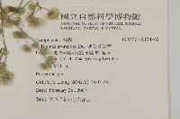 薄葉艾納香藏品圖，第2張