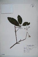 著生珊瑚樹藏品圖，第1張