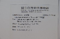 著生珊瑚樹藏品圖，第2張