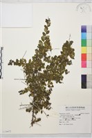 小葉黃鱔藤藏品圖，第1張