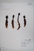 筆頭蛇菰藏品圖，第1張