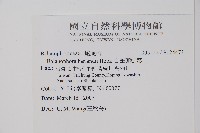 筆頭蛇菰藏品圖，第2張