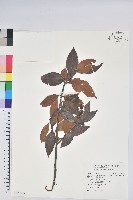 珍珠花、長尾葉越橘藏品圖，第1張