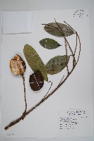 刺番荔枝藏品圖，第1張