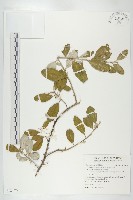 臺灣胡頹子藏品圖，第1張